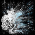 Dramatic splash effect single white rose floral art with blue highlights on a black background Royalty Free Stock Photo