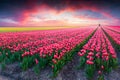 Dramatic spring scene on the tulip farm