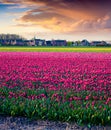 Dramatic spring sunset on the tulip farm Royalty Free Stock Photo