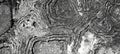 Dramatic stone texture. Concentric lines in monochrome resemble a geological map Royalty Free Stock Photo
