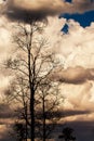 Dramatic storm clouds over a Teak woodland on summer day