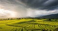 Dramatic Storm Clouds Over Vibrant Green Terraced Rice Fields rice terraces landscape Royalty Free Stock Photo