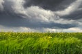 Dramatic storm clouds with rain over yellow rapeseed field Royalty Free Stock Photo