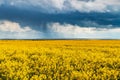 Dramatic storm clouds with rain over yellow rapeseed field Royalty Free Stock Photo