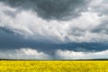 Dramatic storm clouds with rain over yellow rapeseed field Royalty Free Stock Photo