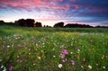 Dramatic summer sunset over flowering meadow Royalty Free Stock Photo