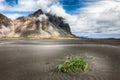 Dramatic sunny day and gorgeous rippled black sand beach and green grass on Stokksnes cape in Iceland