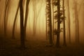 Dramatic sunrise in a forest with fog in autumn Royalty Free Stock Photo