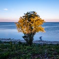 dramatic sunrise over the baltic sea with rocky beach and trees Royalty Free Stock Photo