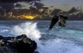 Dramatic sunrise over the ocean before storm with flying raven - Lanzarote