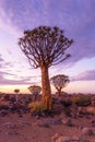 Dramatic sunrise over Quiver Tree Forest Royalty Free Stock Photo