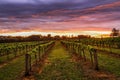 Dramatic sunrise over rows of grapevines Royalty Free Stock Photo