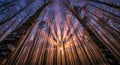 Dramatic Sunrise Sunburst Through Bare Winter Forest Canopy Low Angle View Royalty Free Stock Photo