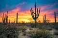 Saguaros in Sonoran Desert at Dusk Royalty Free Stock Photo