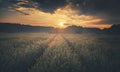 Dramatic Sunset Clouds over Summer Wheat Field Royalty Free Stock Photo
