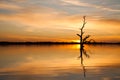 A dramatic sunset with a dead redgum tree on Lake Bonney Barmera South Australia on 12th december 2015 Royalty Free Stock Photo