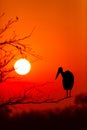 Dramatic sunset in Kruger national park south africa Royalty Free Stock Photo