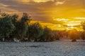 Dramatic sunset over an agricultural landscape of olive trees in Madrid. The cloudscape is creating a magic and impressive sky ful Royalty Free Stock Photo