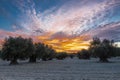 Dramatic sunset over an agricultural landscape of olive trees in Madrid. The cloudscape is creating a magic and impressive sky ful Royalty Free Stock Photo