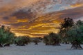 Dramatic sunset over an agricultural landscape of olive trees in Madrid. The cloudscape is creating a magic and impressive sky ful Royalty Free Stock Photo