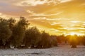 Dramatic sunset over an agricultural landscape of olive trees in Madrid. The cloudscape is creating a magic and impressive sky ful Royalty Free Stock Photo