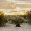 Dramatic sunset over an agricultural landscape of olive trees in Madrid. The cloudscape is creating a magic and impressive sky ful Royalty Free Stock Photo