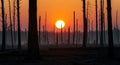 Dramatic Sunset Over a Burnt Forest Royalty Free Stock Photo