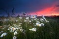 Dramatic sunset over chamomile field Royalty Free Stock Photo