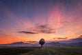 Dramatic sunset over farming field. One single tree standing in the middle of agriculture field