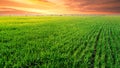 Dramatic sunset over field with green grass Royalty Free Stock Photo