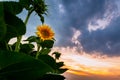 Dramatic sunset over a single blooming sunflower in the hungarian countryside Royalty Free Stock Photo