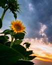 Dramatic sunset over a single blooming sunflower in the hungarian countryside Royalty Free Stock Photo