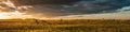 dramatic sunset over the summer wide agricultural field in warm weather. panoramic view Royalty Free Stock Photo