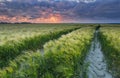 Dramatic sunset over wheat cereal field Royalty Free Stock Photo