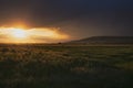 Dramatic sunset over wheat field Royalty Free Stock Photo