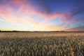 Dramatic sunset over wheat field Royalty Free Stock Photo