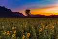 Dramatic sunset sky over sunflower field Royalty Free Stock Photo