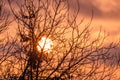 Dramatic sunset through tree branches close-up. An epic dawn, sunset appears over a leafless forest