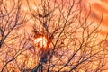 Dramatic sunset through tree branches close-up. An epic dawn, sunset appears over a leafless forest.