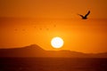 Dramatic sunset view with birds flying above the sea in front of an island