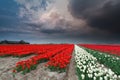 Dramatic thunderstorm over tulip field in spring