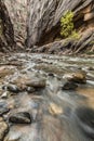 dramatic and tranquil landscape image taken in the Narrows on Zion national park. Its the Virgin River r in the park. Royalty Free Stock Photo