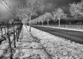 Dramatic tree-lined winery lane Royalty Free Stock Photo