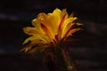 Dramatic trichocereus blossom against dark background