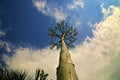 Dramatic view of agave flower stalk against cloudy sky