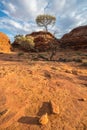 Dramatic view of the Lone tree in Kings Canyon of Northern Territory state of Australia outback. Royalty Free Stock Photo