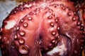 Dramatic View of an Octopus Royalty Free Stock Photo