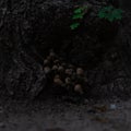 Dramatic view of a savage mushroom colony at the base of a tree, in Bucharest, Romania Royalty Free Stock Photo