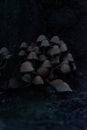 Dramatic view of a savage mushroom colony at the base of a tree, in Bucharest, Romania Royalty Free Stock Photo