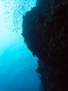 School of Fish Swimming Along Steep Underwater Cliff Wall in the Deep Blue Ocean Royalty Free Stock Photo
